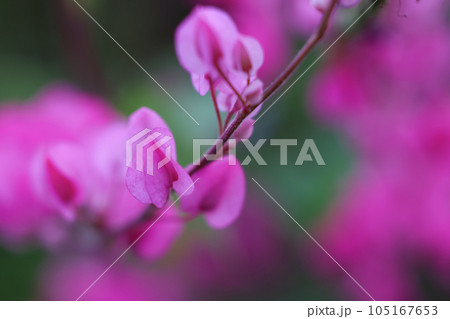 沖縄のアサヒカズラ 105167653