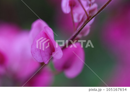 沖縄のアサヒカズラ 105167654