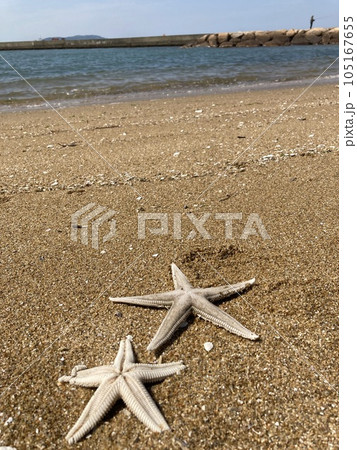 砂浜に打ち上げられたヒトデ 105167655