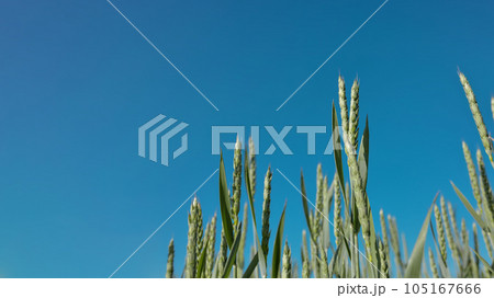 Green spikelets of rye against background of blue summer on sunny summer day 105167666