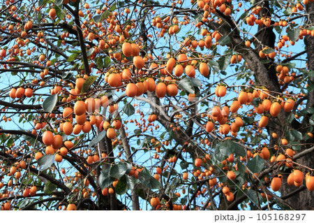 神功皇后陵（五社神古墳）の柿の木 105168297