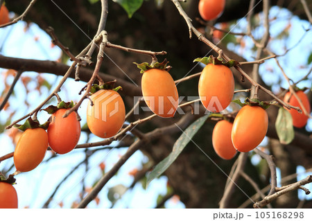 神功皇后陵（五社神古墳）の柿の木 105168298