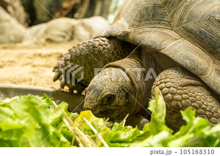 Seychellois giant tortoise eating leaves, close-up head. Seychellois giant tortoise eating leaves, close-up head. 105168310