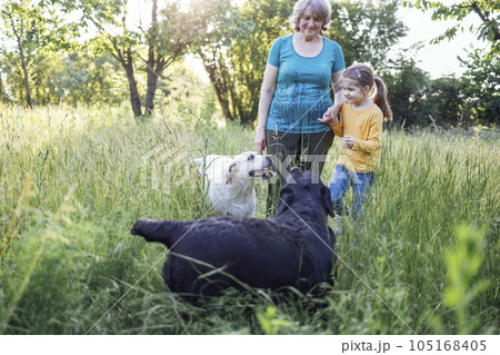 Gray-haired grandmother and cute little granddaughter are walking their dogs together in the park Gray-haired grandmother and cute little granddaughter are walking their dogs together in the park 105168405