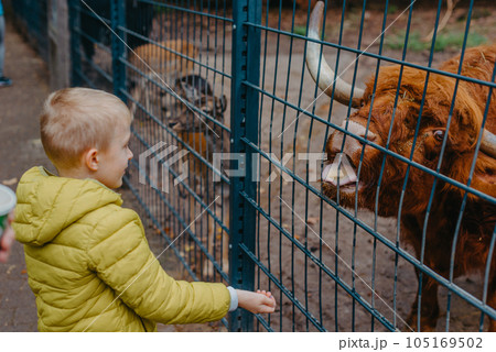outdoor portrait of kids taking care and feeding a cow on a farm. boy in zoo feeds buffalo outdoor portrait of kids taking care and feeding a cow on a farm. boy in zoo feeds buffalo 105169502