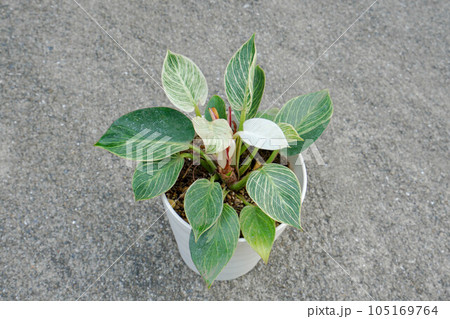 フィロデンドロンバーキン 105169764