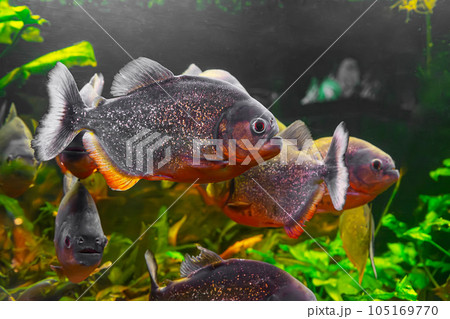 Piranha, Pygocentrus nattereri swimming in aquarium pool with green seaweed. 105169770