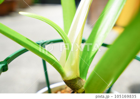 フィロデンドロンアプラナタムの新葉 105169835