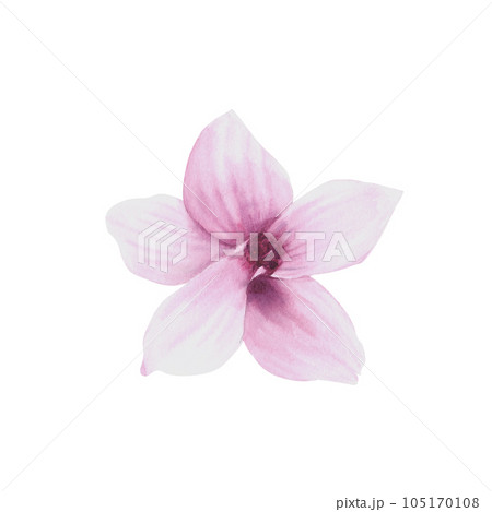 Magnolia flowers set, watercolor illustration. Hand drawn isolated Magnolia flowers set, watercolor illustration. Hand drawn isolated 105170108