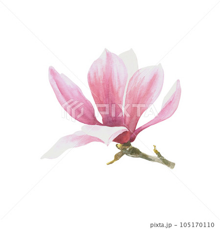 Magnolia flower Watercolor Hand drawn Illustration isolated on white background 105170110