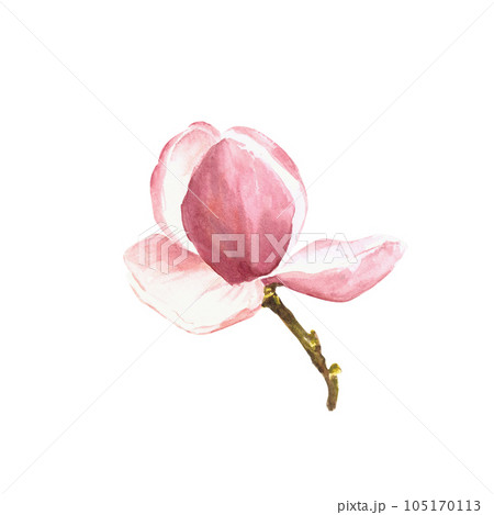 Magnolia flower Watercolor Hand drawn Illustration isolated on white background Magnolia flower Watercolor Hand drawn Illustration isolated on white background 105170113