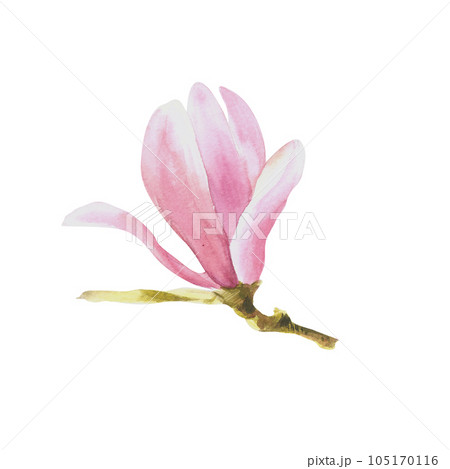 Magnolia flower Watercolor Hand drawn Illustration isolated on white background Magnolia flower Watercolor Hand drawn Illustration isolated on white background 105170116