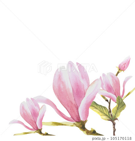 Floral frame watercolor magnolias flowers buds and leaves Hand painted Illustration 105170118