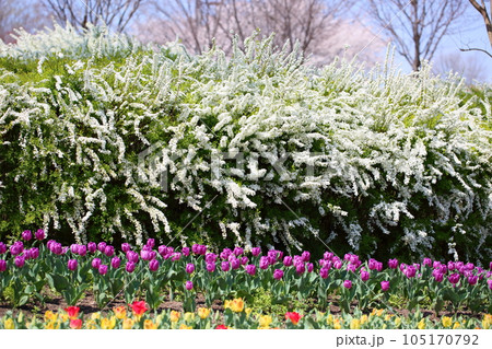 ユキヤナギの花 ユキヤナギの花 105170792