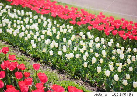 チューリップの花畑 105170798