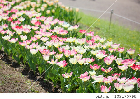 チューリップの花 105170799