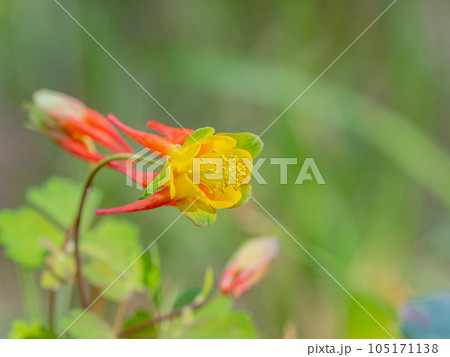 Close up shot of Red Columbine bloom in Ouray 105171138