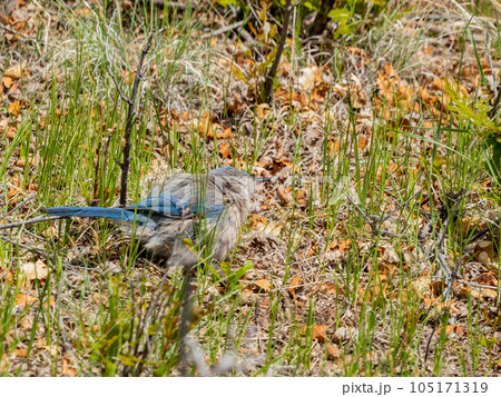 Close up shot of a cute Blue Jay 105171319