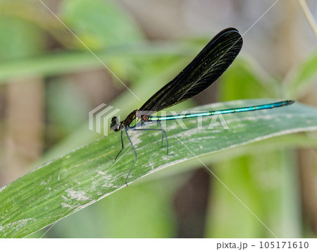 カワトンボ科ハグロトンボ♂ 105171610