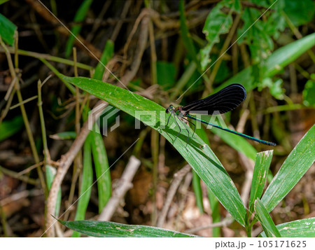 カワトンボ科ハグロトンボ♂ 105171625