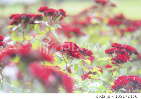 バラ　品種：ラバグルート 105172156