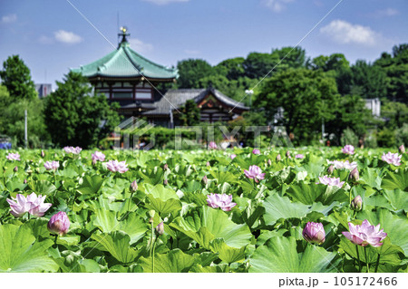 東京都 上野公園 不忍池 蓮の花 東京都 上野公園 不忍池 蓮の花 105172466
