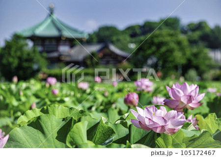 東京都　上野公園　不忍池　蓮の花 105172467