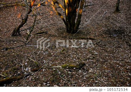 道志山塊の岩下ノ丸 めらめらと燃える木 道志山塊の岩下ノ丸 めらめらと燃える木 105172534