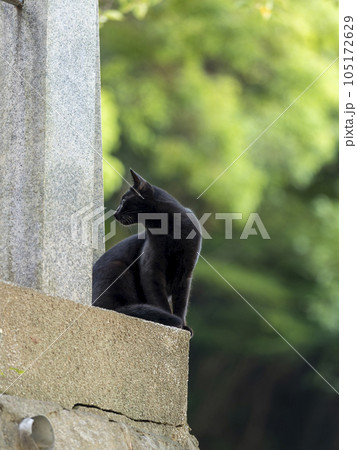 石垣の上の黒猫 105172629