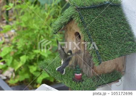 巣立ちの四十雀旅立ちと羽ばたき 105172696
