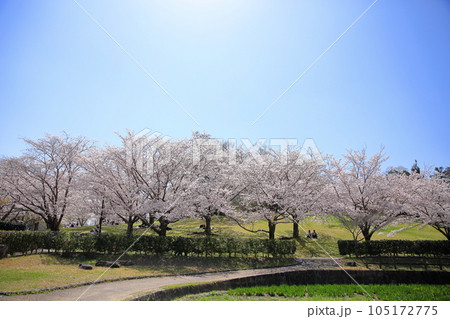 桜 ソメイヨシノの花 満開 桜 ソメイヨシノの花 満開 105172775