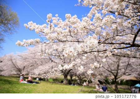 桜 ソメイヨシノの花 満開 桜 ソメイヨシノの花 満開 105172776