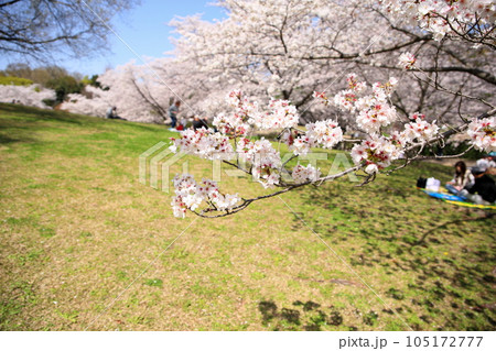 桜 ソメイヨシノの花 満開 桜 ソメイヨシノの花 満開 105172777