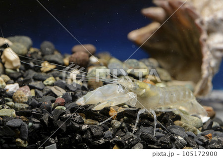 テッポウエビ　エビ　pistol shrimp 105172900