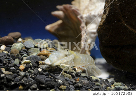 テッポウエビ エビ pistol shrimp テッポウエビ エビ pistol shrimp 105172902