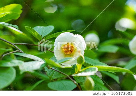 風情のある初夏の白い花、夏椿 105173003