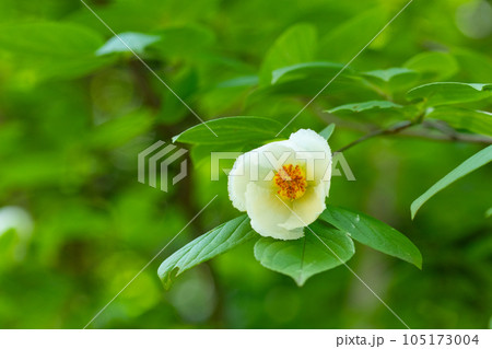 風情のある初夏の白い花、夏椿 風情のある初夏の白い花、夏椿 105173004