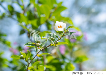 初夏の白い花、夏椿 105173005