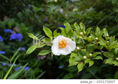 風情のある初夏の白い花、夏椿 105173007