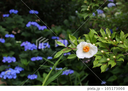 風情のある白い夏椿と紫陽花 105173008