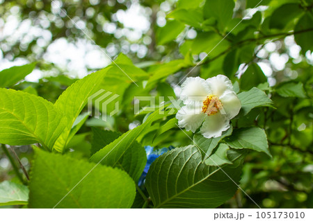 風情のある初夏の白い花、夏椿 風情のある初夏の白い花、夏椿 105173010