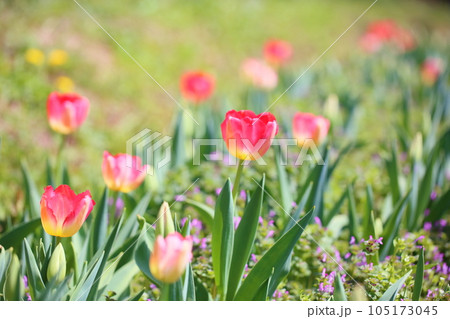 チューリップの花 チューリップの花 105173045