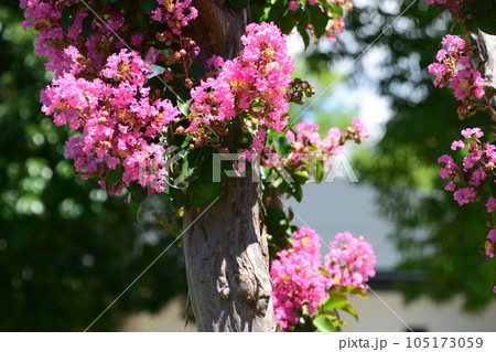 ピンクのサルスベリ ピンクのサルスベリ 105173059