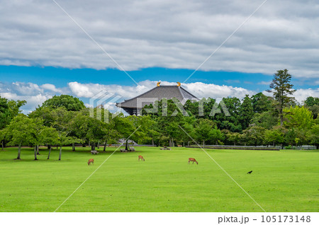 奈良公園春日野園地から望む東大寺大仏殿 奈良公園春日野園地から望む東大寺大仏殿 105173148