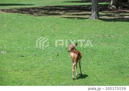 奈良公園の子鹿 105173159