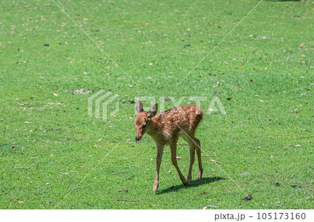 奈良公園の子鹿 105173160