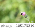 アザミとハチ 105173210