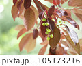 赤い葉っぱと緑の実 105173216