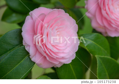 2023年乙女椿 105173238