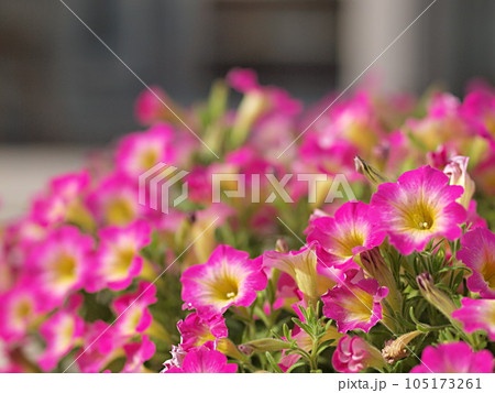 ピンク色のペチュニアの花の群生 ピンク色のペチュニアの花の群生 105173261